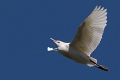 Heron garde-boeuf-03